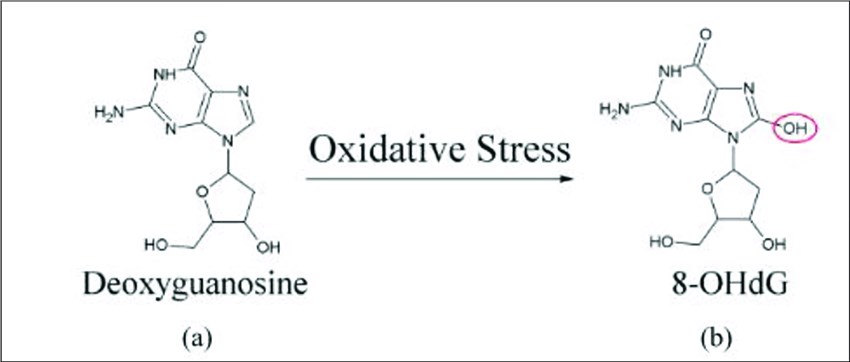 (a) Deoxyguanosine structure ; (b) 8-OHdG structure, deoxyguanosine modification. (Handayani, et al., 2017)