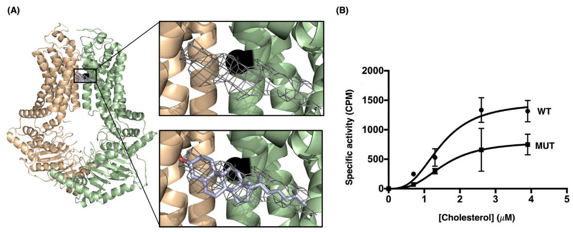 Predicting 3D crystal structure of cholesterol-bound ABCG5/G8 and cholesterol-binding assay.