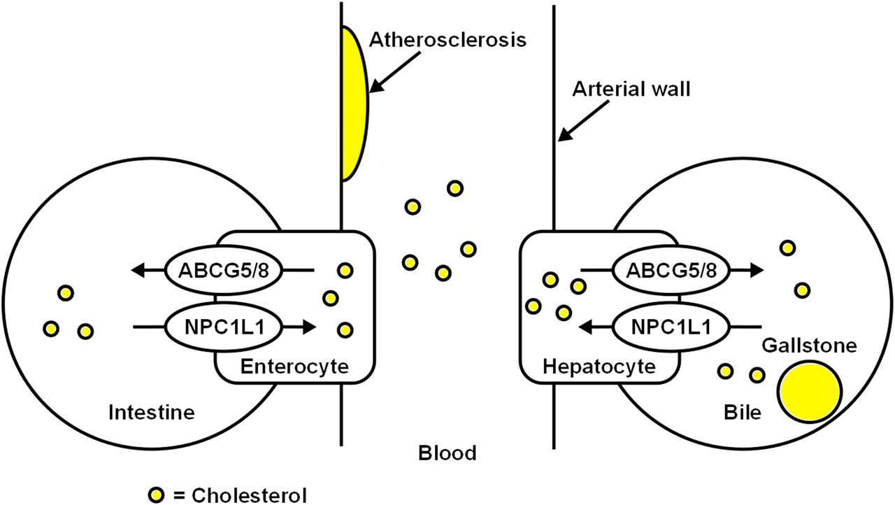 Schematic of the biological function of ABCG5/8.