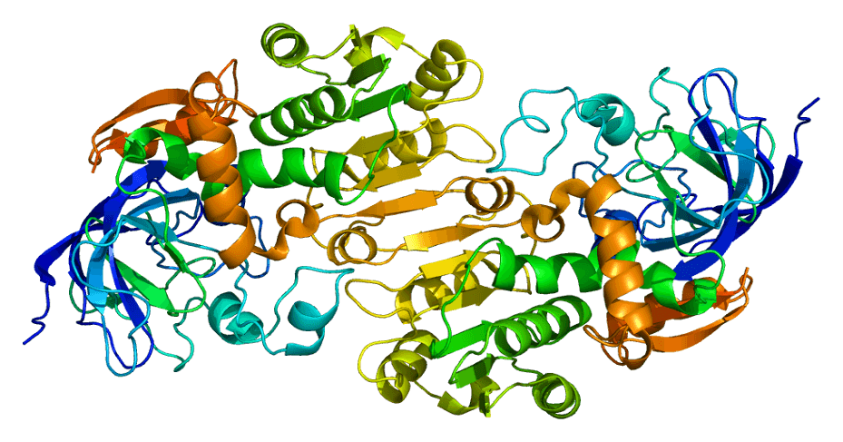 Predicting 3D structure of the ADH5 protein.