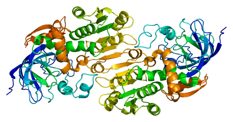 Structure of the ADH5 protein