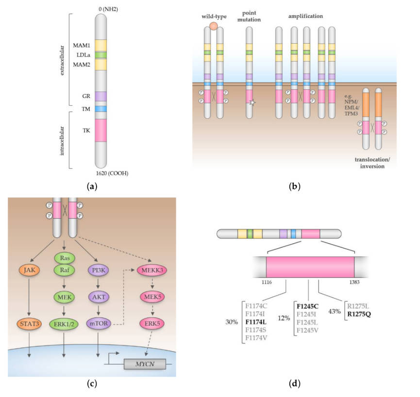 Schemes of the domain structure of ALK.