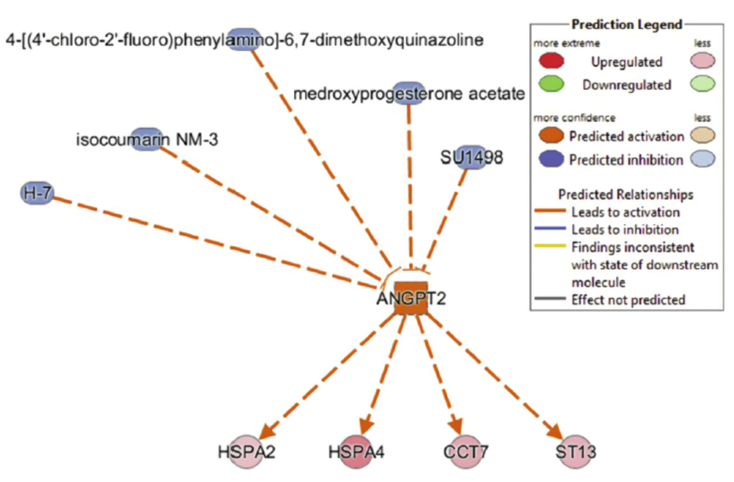 The upstream regulators of ANGPT2 and its target proteins.