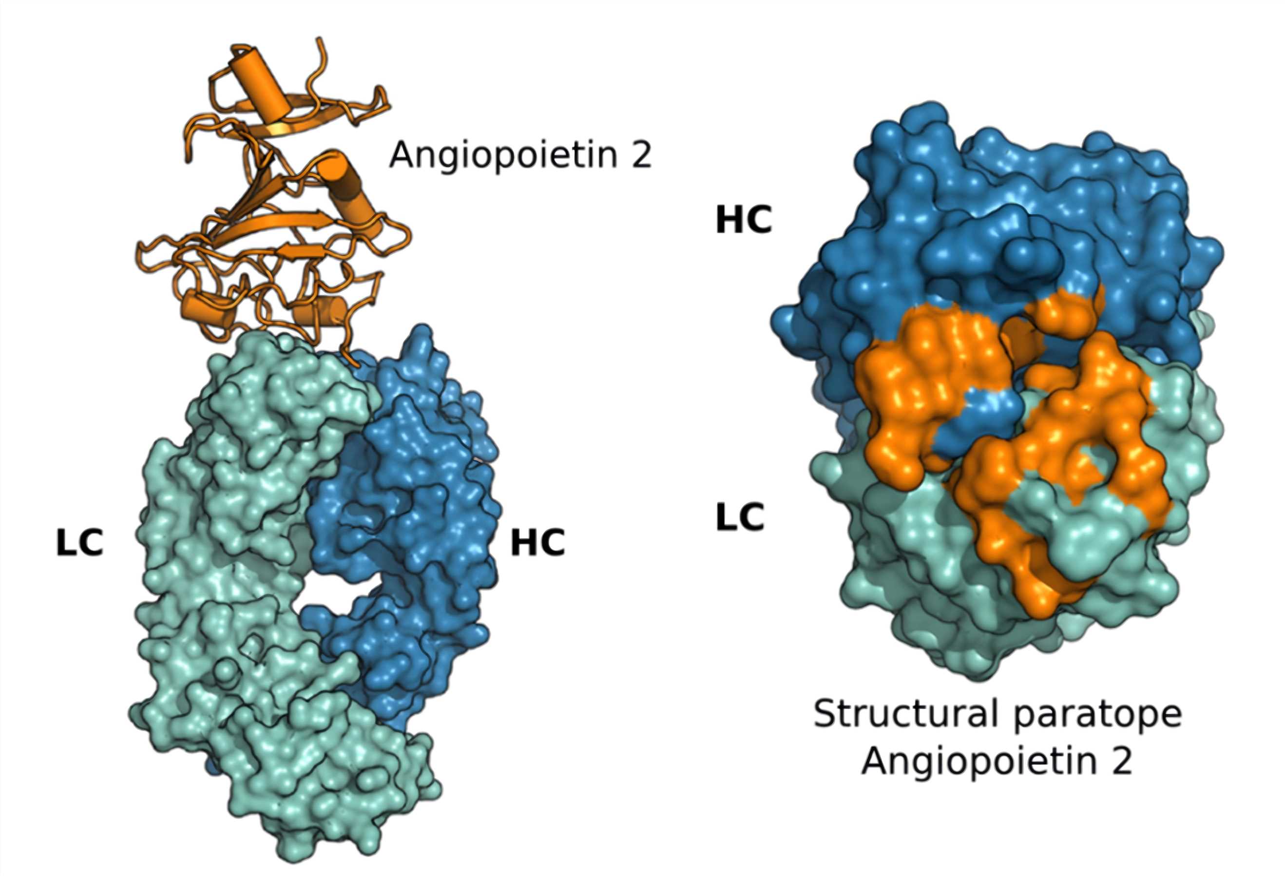 Fig.1 ANGPTL2. (Koenig, et al., 2015)