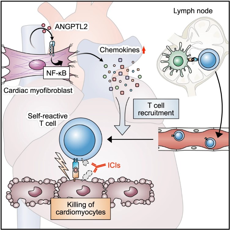Fig.2 ANGPTL2 modulates autoimmune myocarditis. (Horiguchi, et al., 2023)