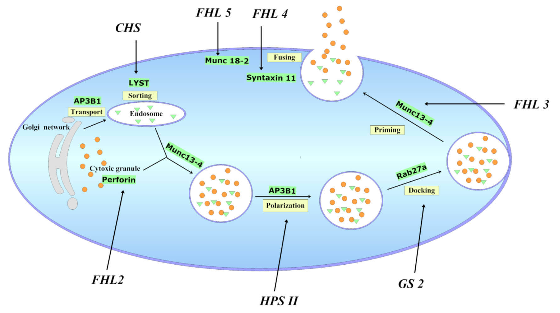Scheme exhibiting that AP3B1 is one of the defective genes of HLHs in hemophagocytic lymphohistiocytosis.