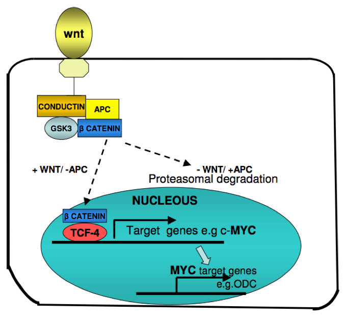 Relationship between Wnt signaling and the APC tumor-suppressor gene.