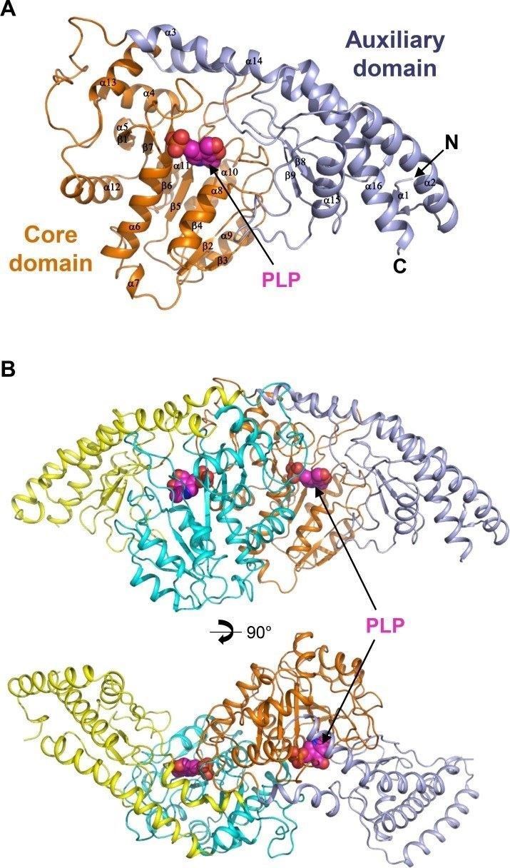 Structure of AST from Corynebacterium glutamicum.