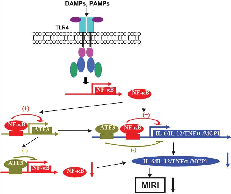 Signal transduction pathway of ATF3 protecting MIRI via TLR-4/NF-κB-mediated inflammation.