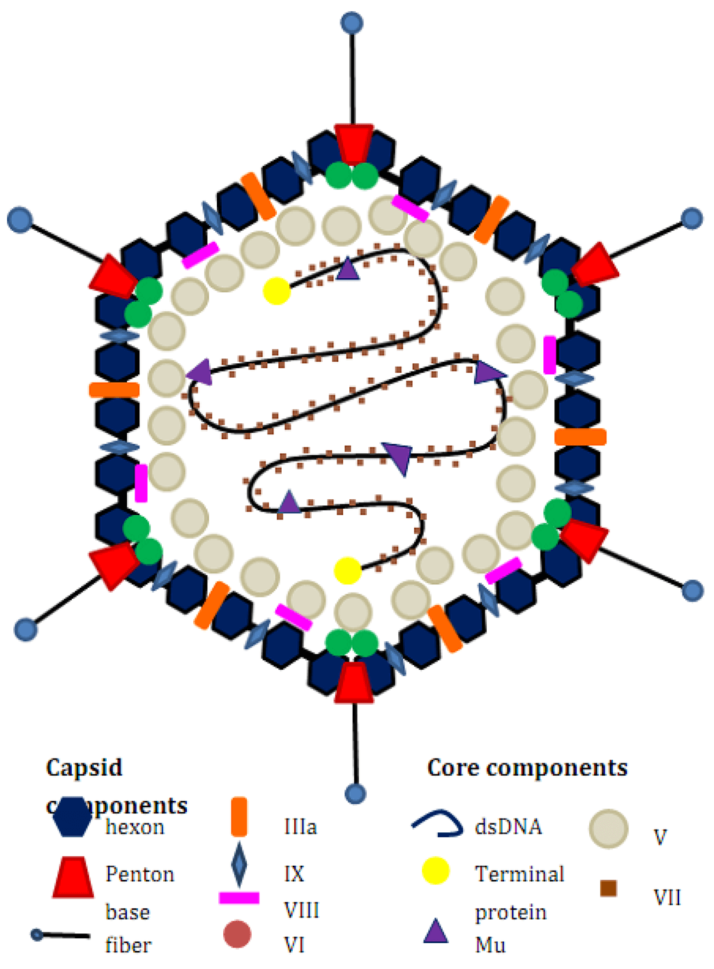 Structure of an adenovirus.