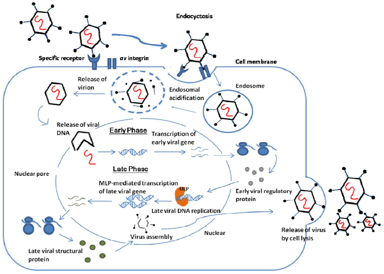 Adenovirus infection and replication pathway.