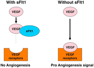 sFlt1 acts as endogenous inhibitor of VEGF signaling through catching free-VEGF.