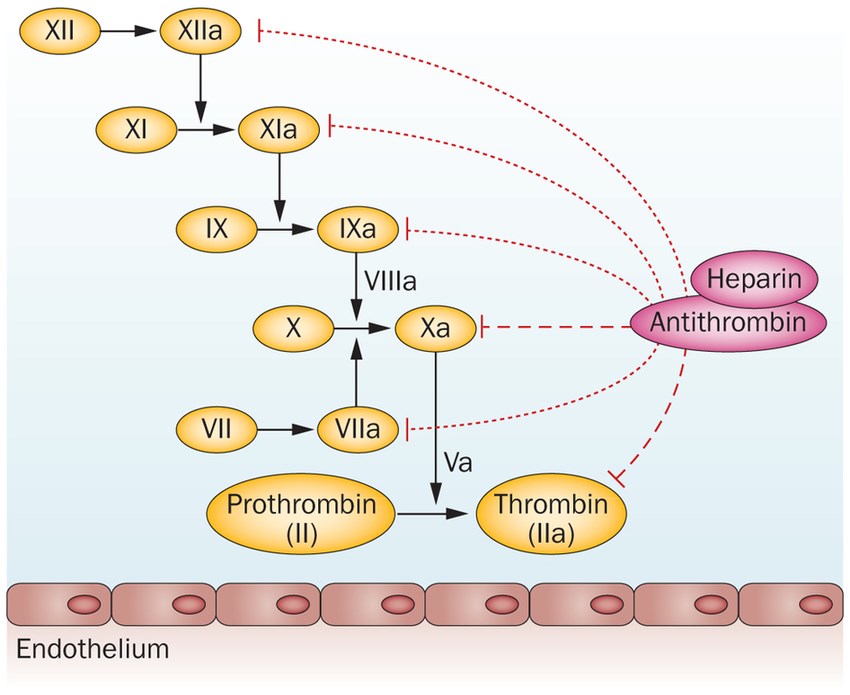 Anticoagulant mechanisms of antithrombin, which mainly inhibits factor IIa and factor Xa, but also factors VIIa, IXa, XIa, and XIIa
