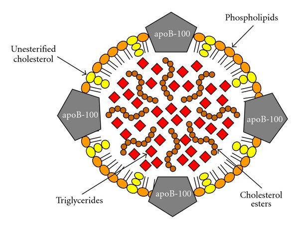 Fig.2 ApoB-100 in the LDL. (Milioti, et al., 2008)