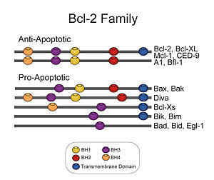 Structure of Bcl-2 proteins