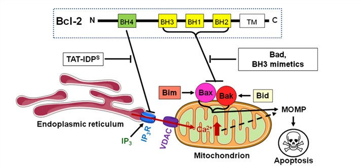 Dual role of anti-apoptotic Bcl-2 at both the mitochondria and the ER.