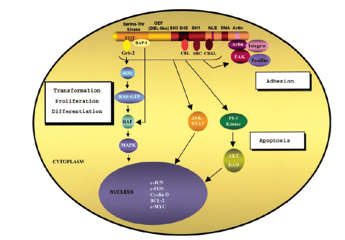 Signaling pathways of p210BCR/ABL.