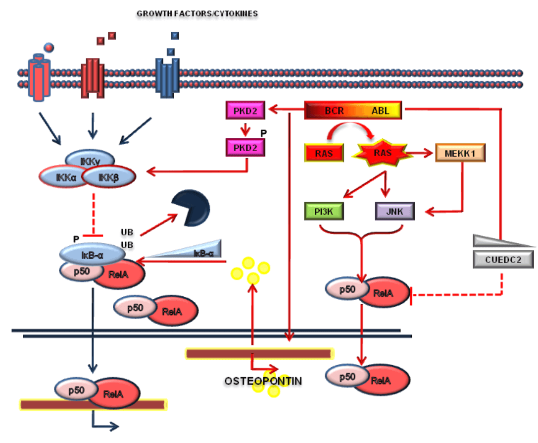 A model of the crosstalk between BCR-ABL and NF-κB.