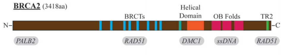 Domain organization of BRCA2.