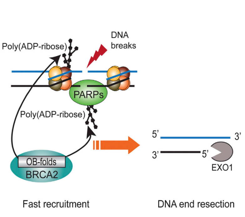 The role of BRCA2 in DNA repair.