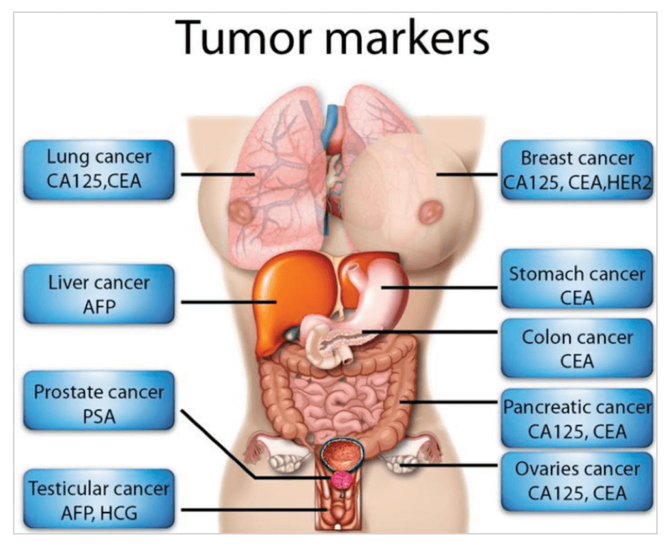 Common tumor markers used in the diagnosis of cancer.