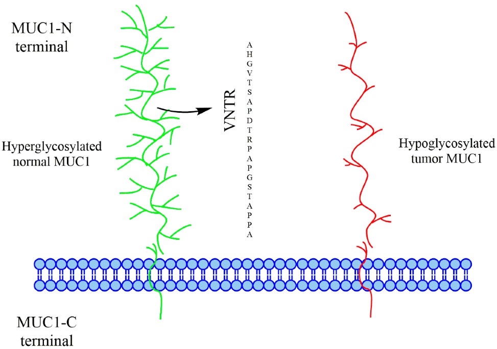 A comparison between normal mucin 1 (MUC1) and tumor-associated MUC1.