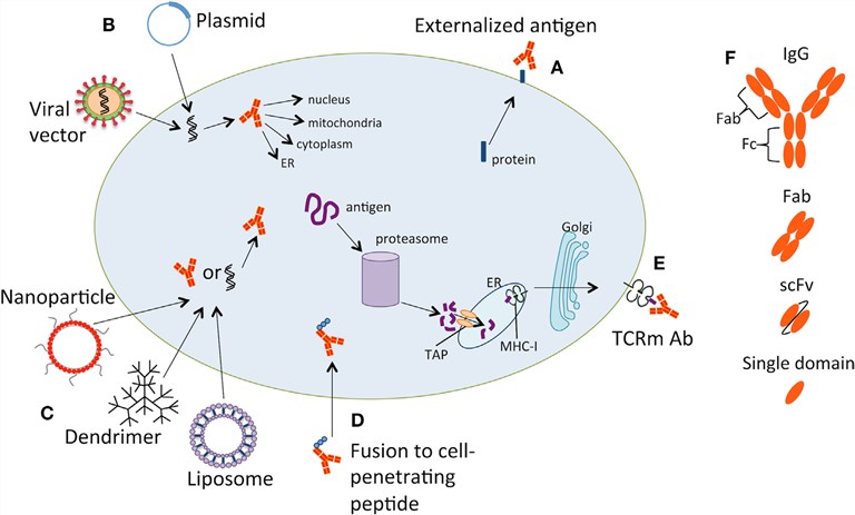 Strategies for targeting intracellular tumor antigens with antibody therapy.
