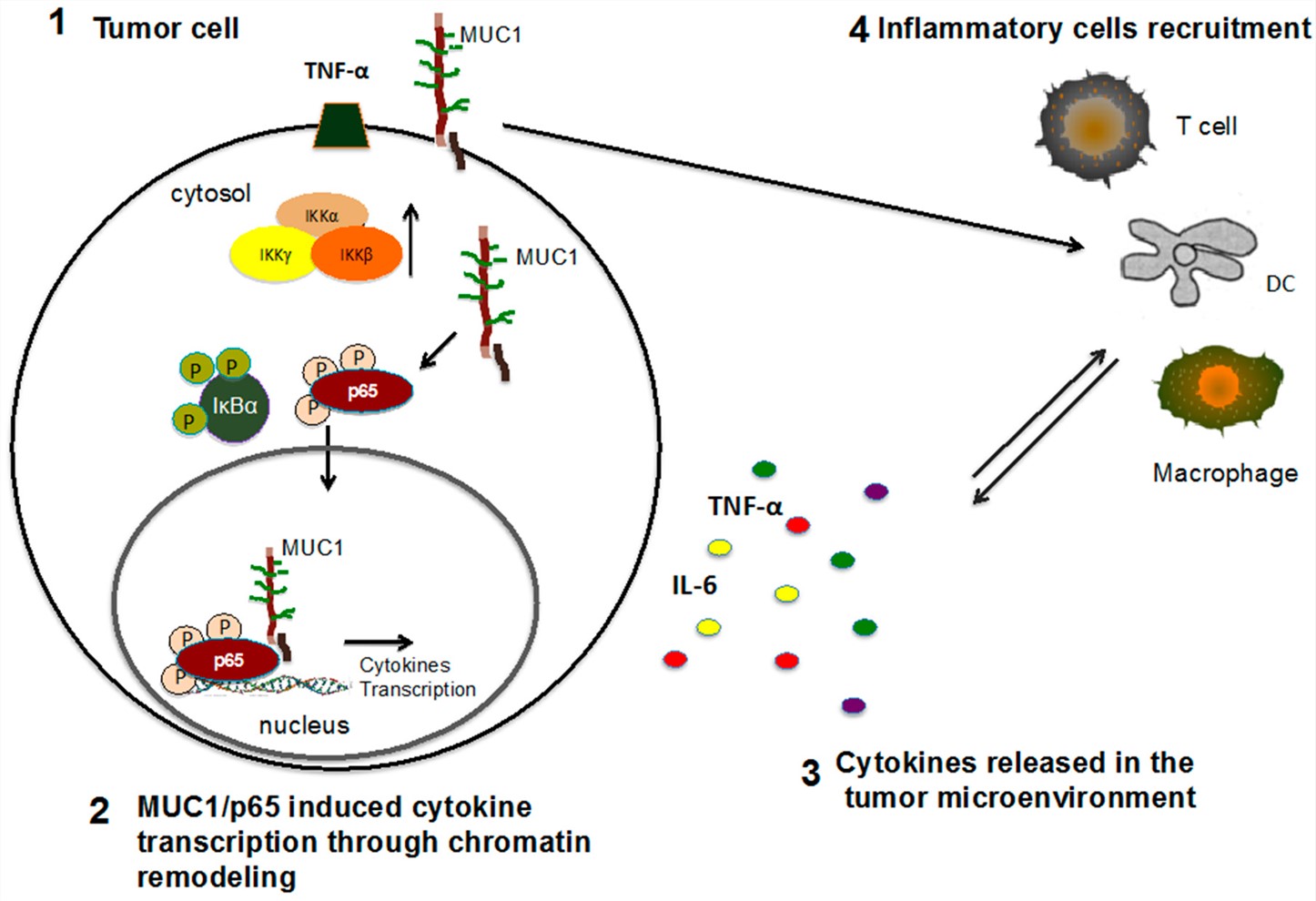 Model of MUC1 role in the tumor microenvironment.