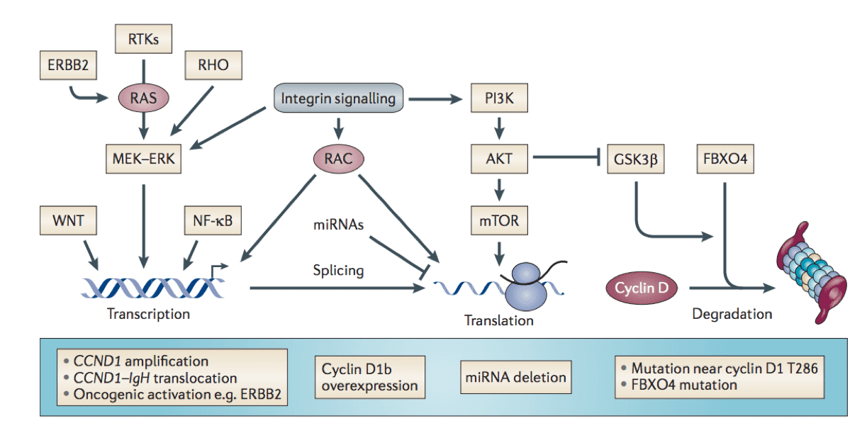 Oncogenic activation of Cyclin-D1.