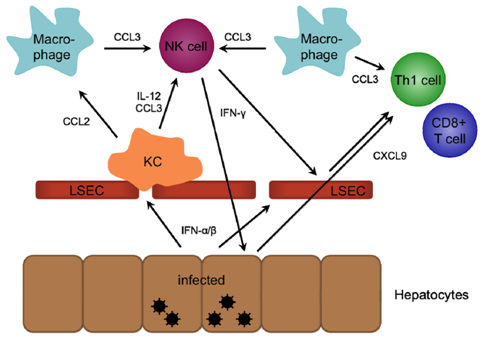 Recruitment of innate immune cells to the site of infection in the liver.