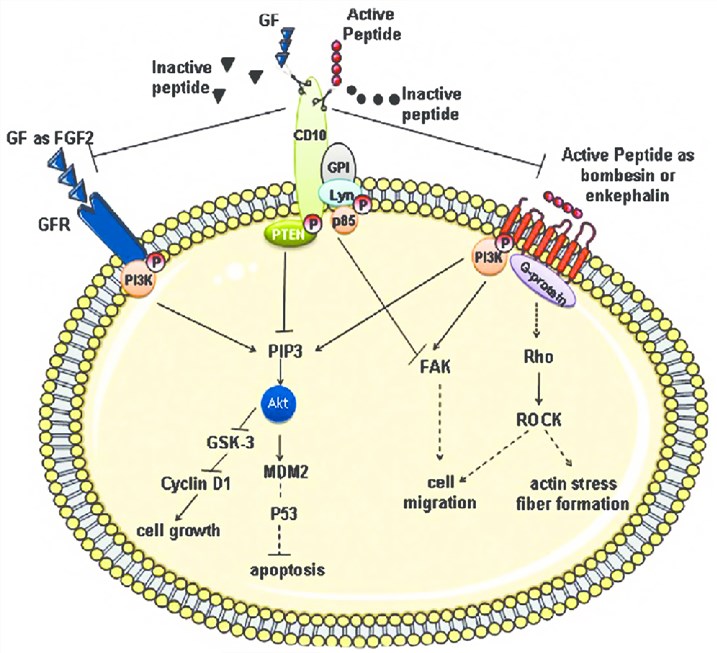  CD10 signaling pathways.
