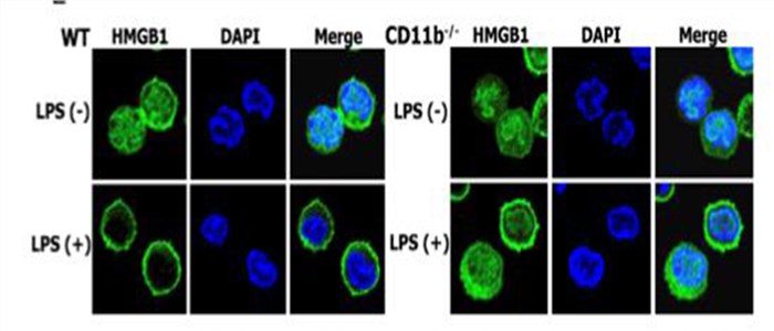Blocking CD11b inhibits cytoplasmic translocation of HMGB1.