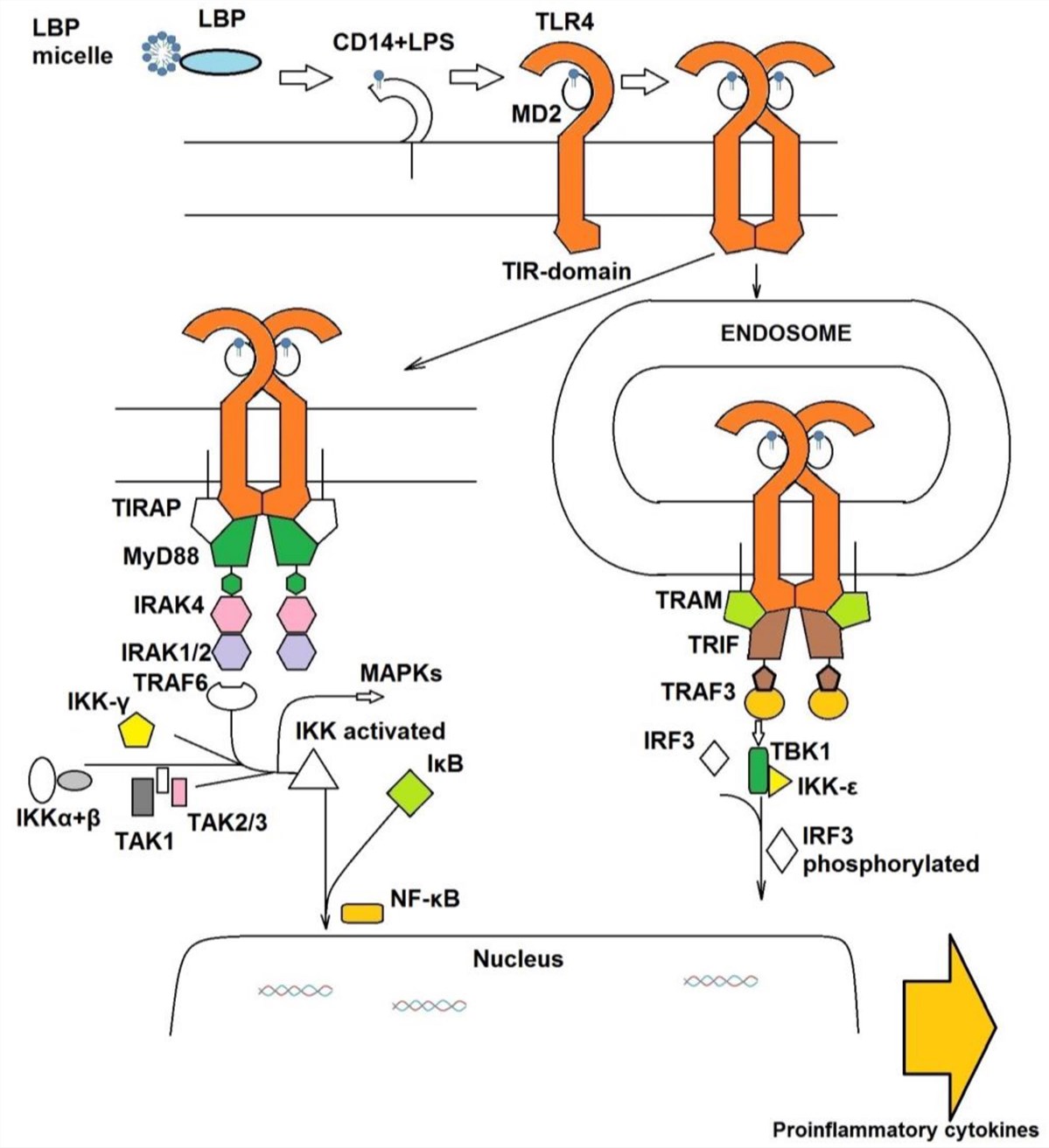 CD14 is a receptor of the LPS (Lipopolysaccharide).