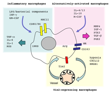 Macrophages come in different flavors.
