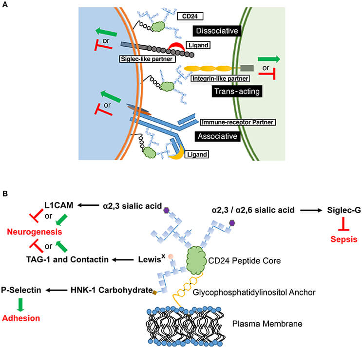 CD24 operates through a combination of in cis and in trans partners to affect cell behavior in a cell-specific manner
