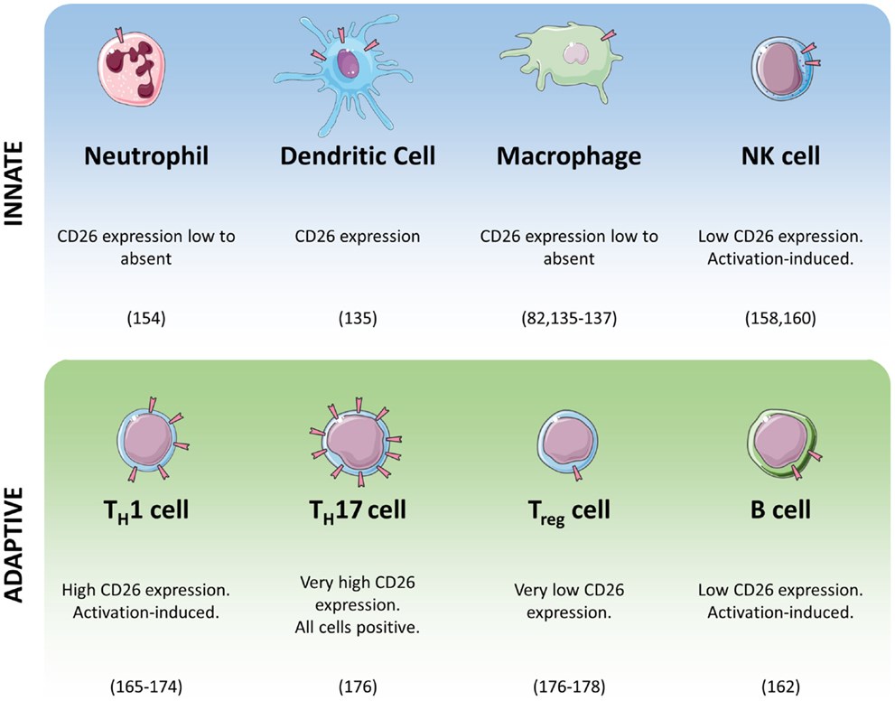 Summary of CD26/DPPIV expression in cells of the immune system.