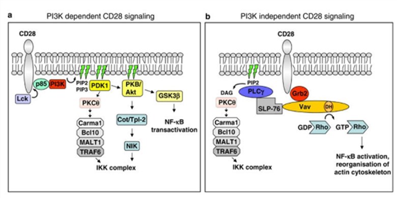 Schematic summary of CD28 signal.