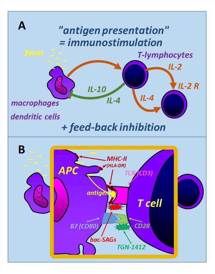 APC-T cell interaction involves CD28.