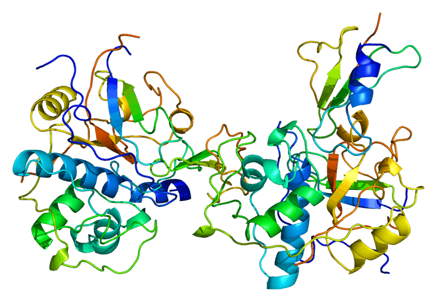 Structure of the CD74 protein