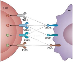 Complexities of the CD28 co-stimulatory pathway.