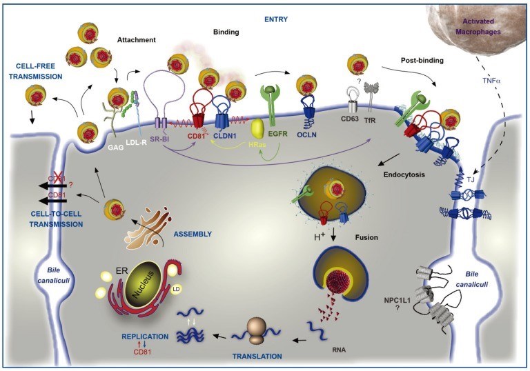 Involvement of CD81 in Hepatitis C Virus (HCV) lifecycle.