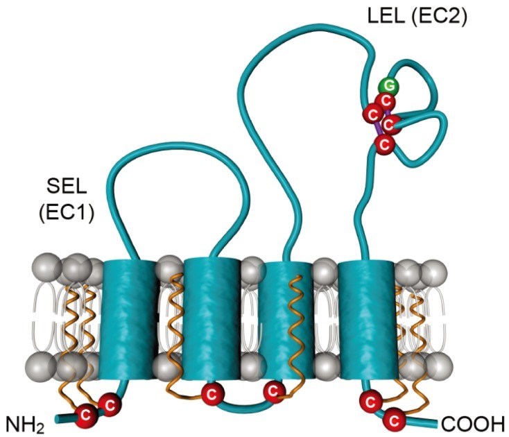 Schematic representation of the tetraspanin CD81.