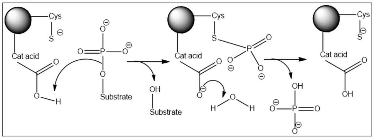 Two-step reaction mechanism of the Cdc25 phosphatases with a covalent phospho-cysteine intermediate.
