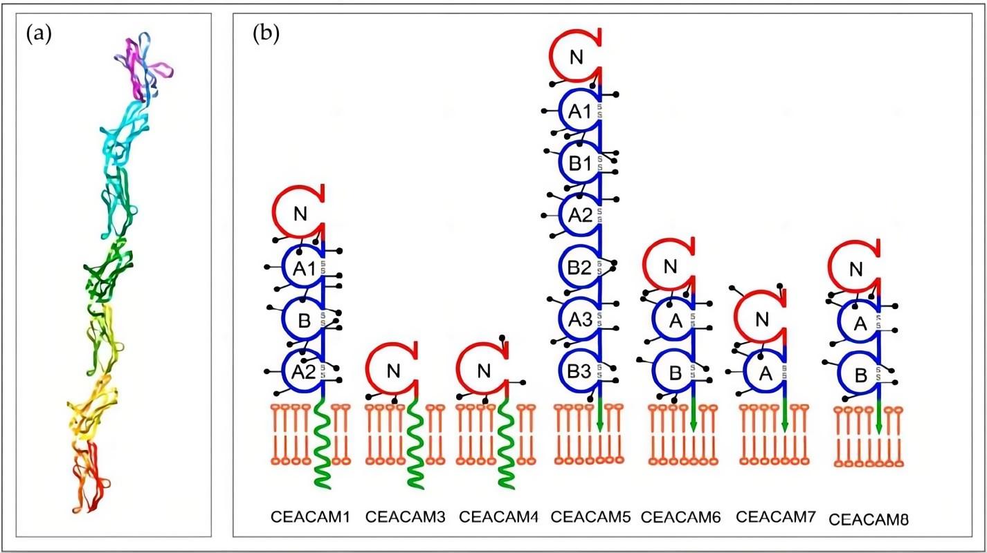 Fig.1 CEA protein. (Ibrahim, et al., 2023)