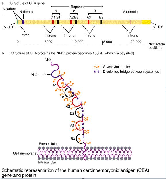Schematic representation of the human carcinoembryonic antigen (CEA) gene and protein.