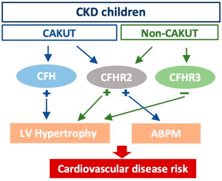 A model summarizing CFH and related proteins as markers of cardiovascular risk in pediatric chronic kidney disease.