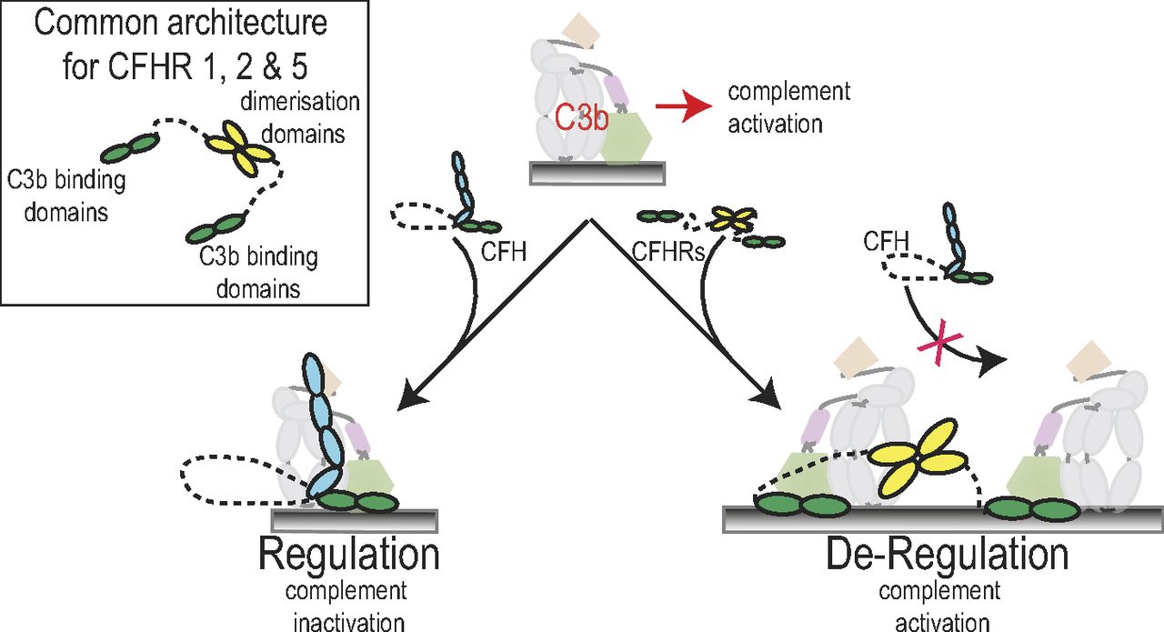 Modulation of complement in vivo by CFHR1, CFHR2, and CFHR5.