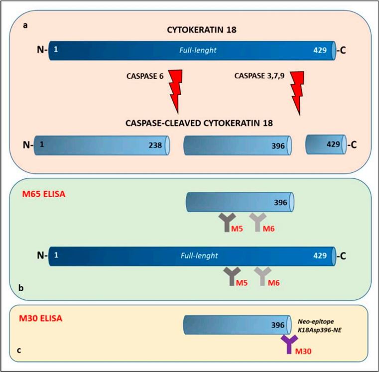 CK18 detection and distinction between M30 and M65 immunoassays.