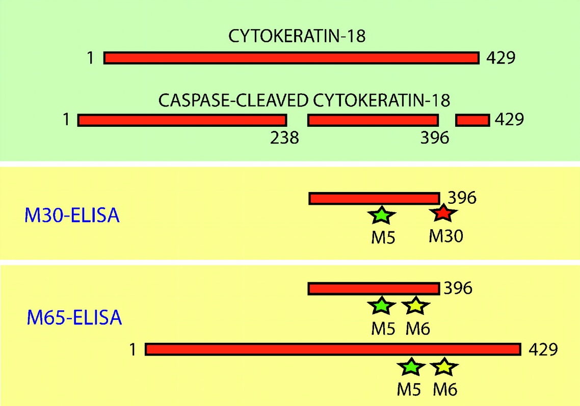 The M30-Apoptosense ELISA assay uses antibody M30, which detects a neo-epitope of CK18 formed after caspase cleavage at Asp396. The M65-ELISA assay will detect all CK18 fragments that contain epitopes in the 300 to 390 amino acid region of the protein.