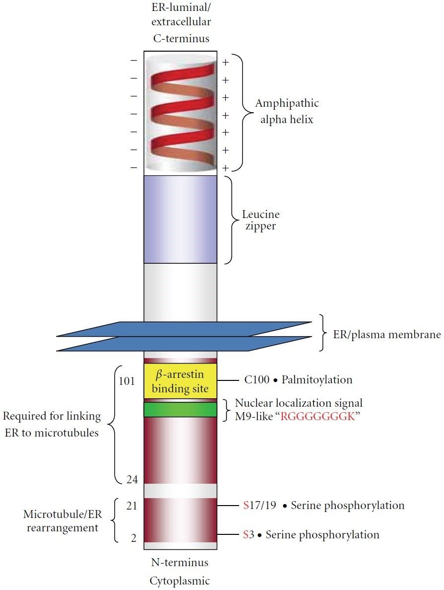 A graphic summary of CKAP4 domains